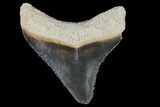 Serrated, Fossil Megalodon Tooth - Florida #114142-1